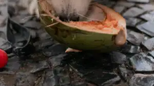 Can Dogs Eat Watermelon: A Comprehensive Guide for 2025