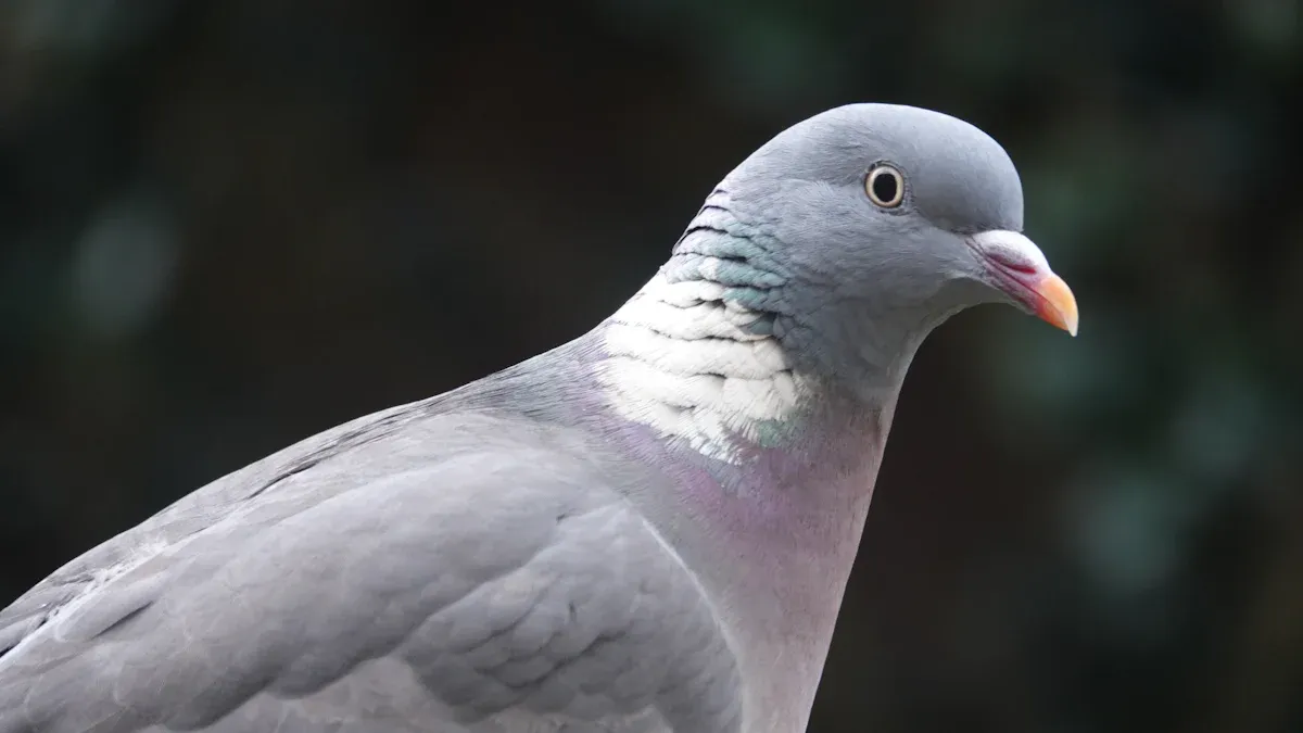 10. Silver: Dilute Blue Pigeon