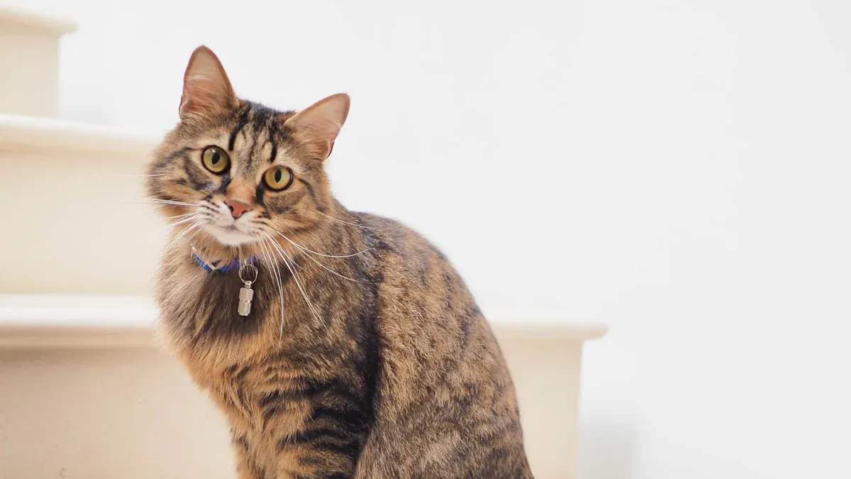 The Cat Breed Size Chart: Smallest to Biggest