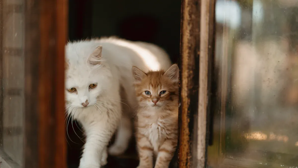Cat Years to Human Years: Myth vs. Reality