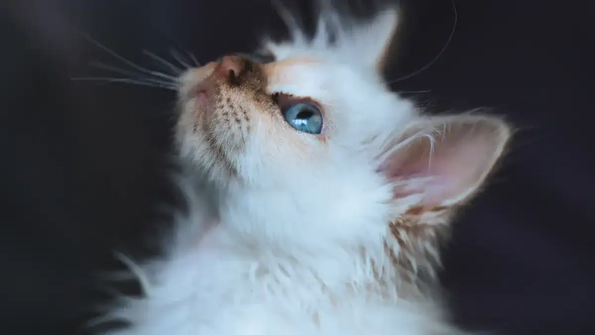Birman Care and Maintenance