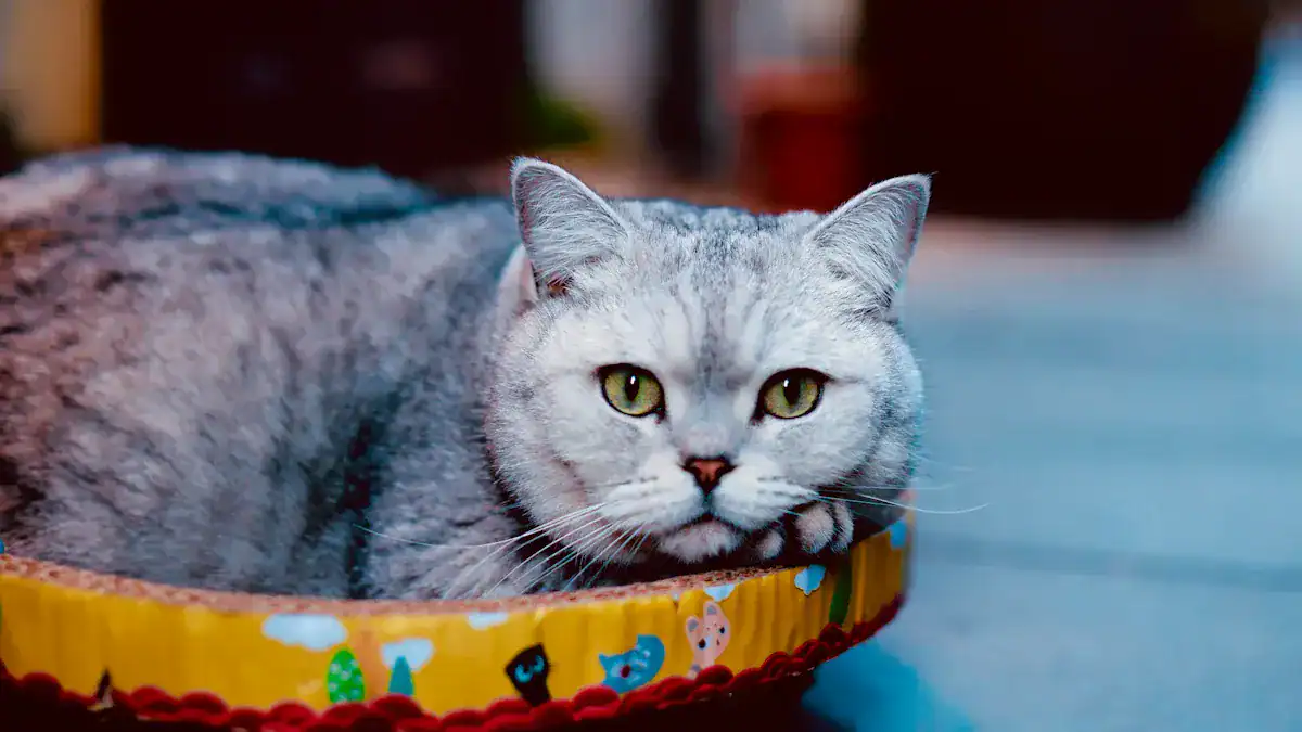 Living with a British Shorthair Breed: Daily Care