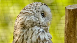 Owl Feather Identification Chart: 10 Key Owl Feather Types & Facts