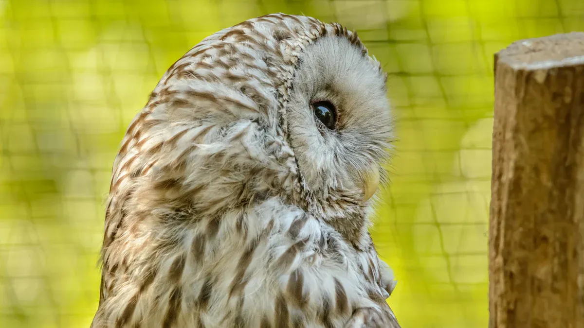 Owl Feather Identification Chart: 10 Key Owl Feather Types & Facts