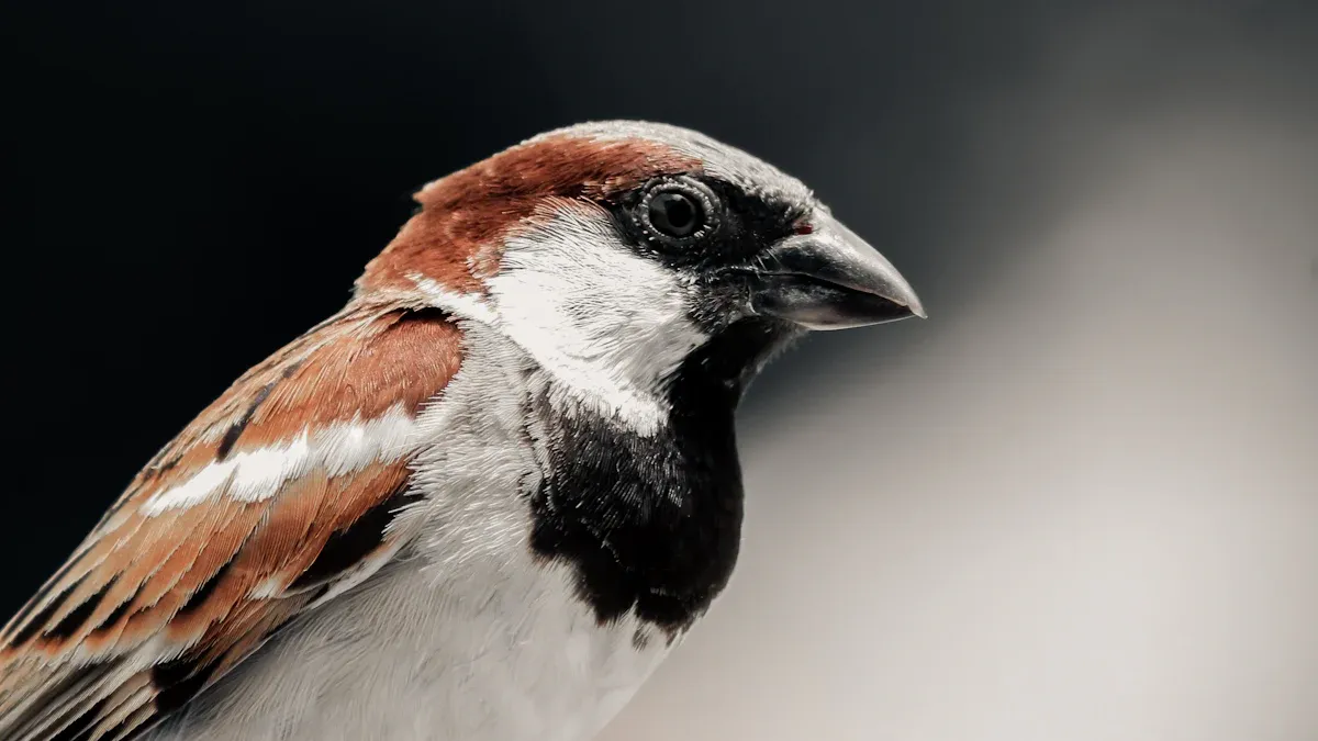 Sparrow Identification Chart: 12 Key Types of Sparrows Identified