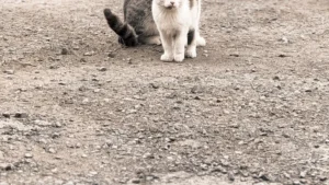 Cat Age Chart: 10 Easy Ways to Calculate Your Cat'
lazy
