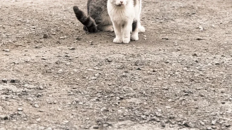 Cat Age Chart: 10 Easy Ways to Calculate Your Cat'
lazy