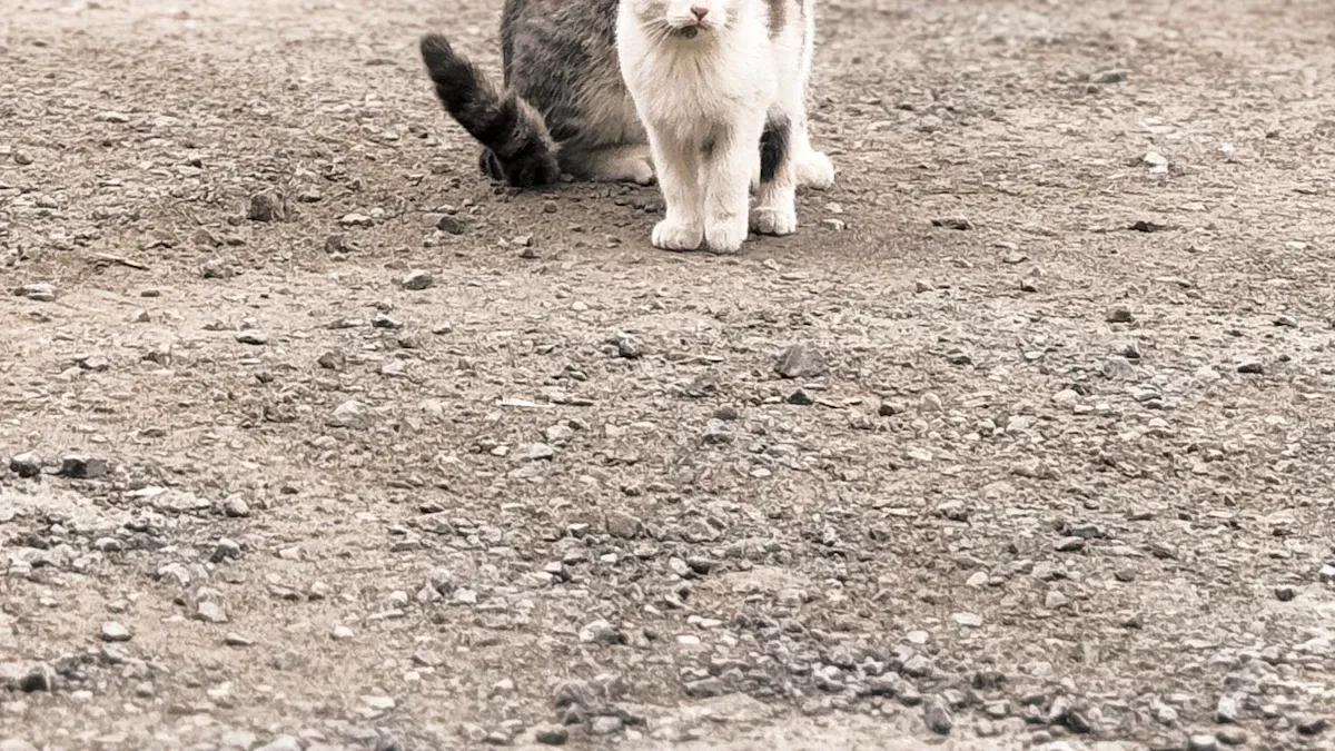 Cat Age Chart: 10 Easy Ways to Calculate Your Cat'
style=