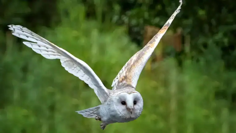 Owl Identification Chart: 15 Amazing Owls to Spot in the Wild
