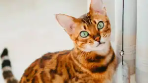 Bengal Cat Pros and Cons: 12 Astonishing Facts for Owners
