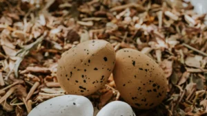 Bird Egg Identification Chart: 15 Common Eggs to Spot Instantly