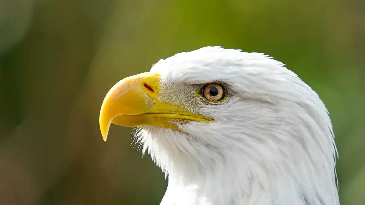 Eagle Identification Basics