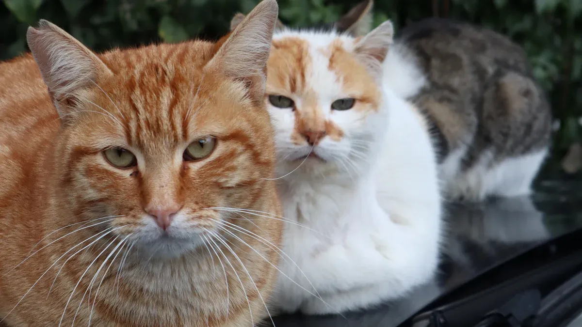 Physical Traits: Male vs Female Cat Size and Appearance