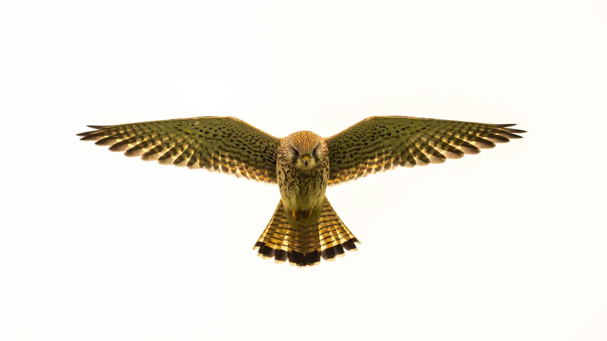 Hawk Identification Chart: 12 Key Types of Hawks to Spot Quickly