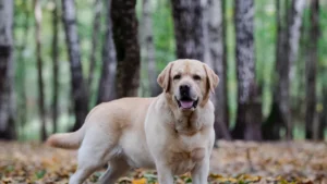 Golden Retriever vs Labrador: Which Family Dog is Best?