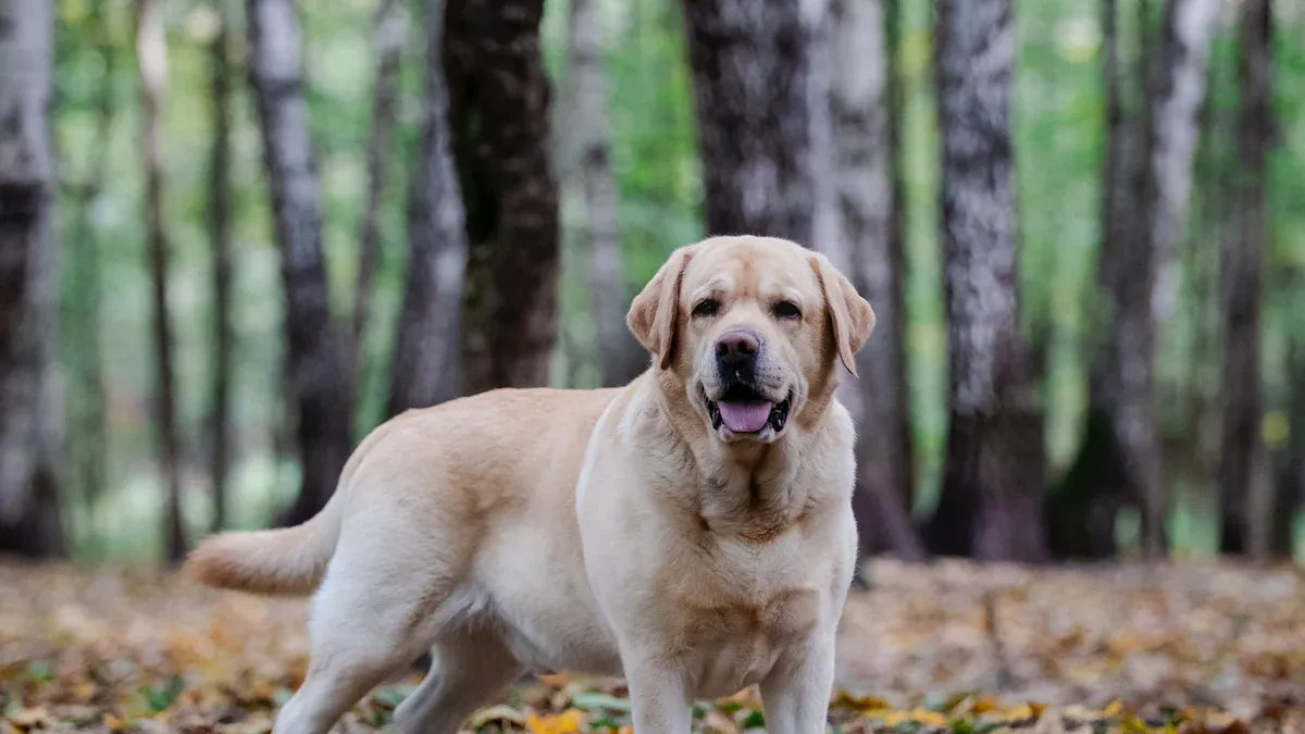 Golden Retriever vs Labrador: Which Family Dog is Best?