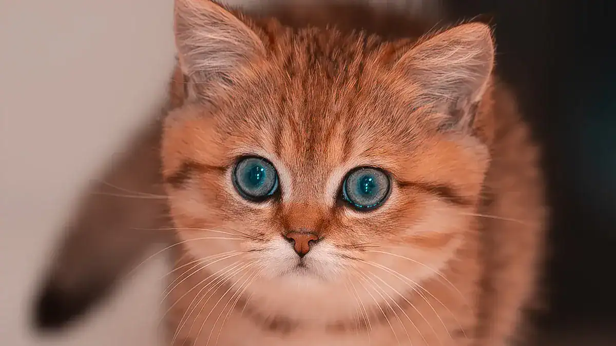 British Shorthair Pros: 8 Key Traits