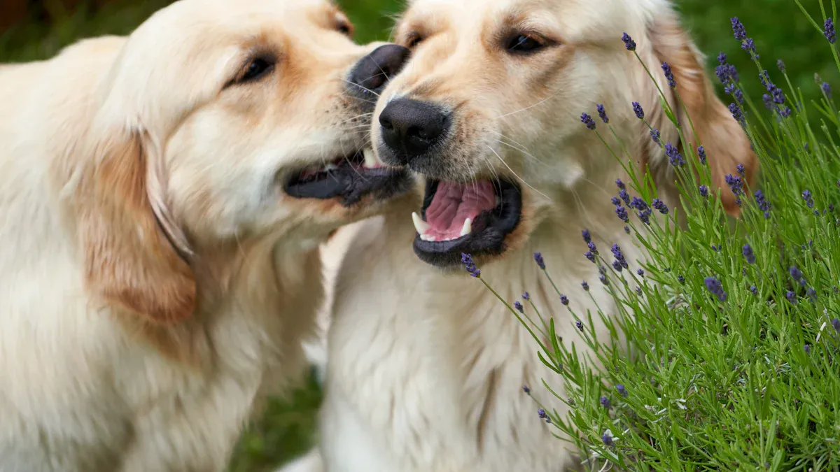 Golden Retriever vs Labrador: Temperament and Personality