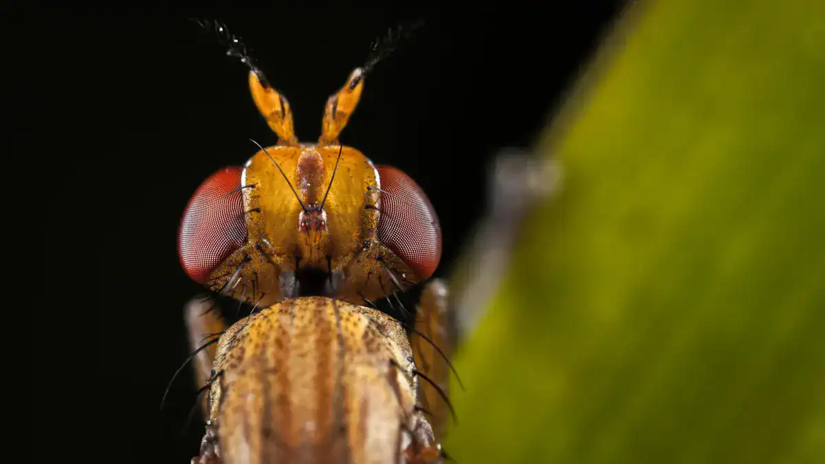 Step 4: Look at Antennae