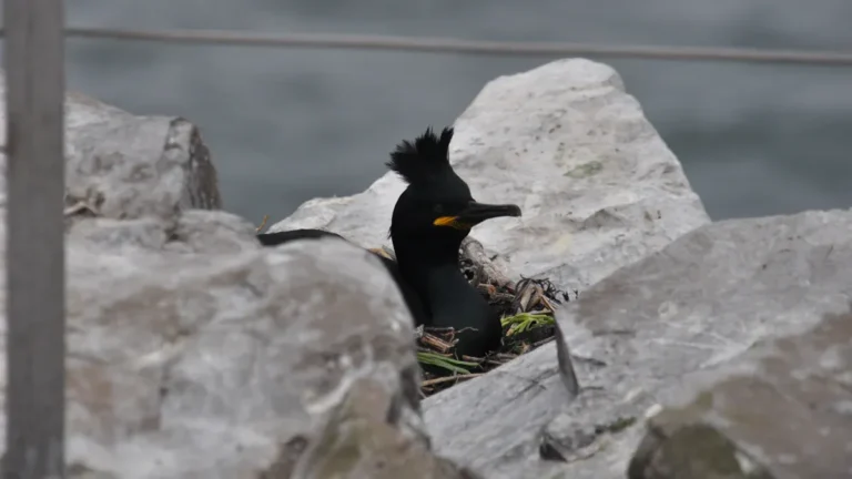 Bird Nest Identification Chart: 15 Nests & Their Owners Identified