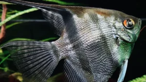 Freshwater Angelfish: Complete Care & Tank Setup