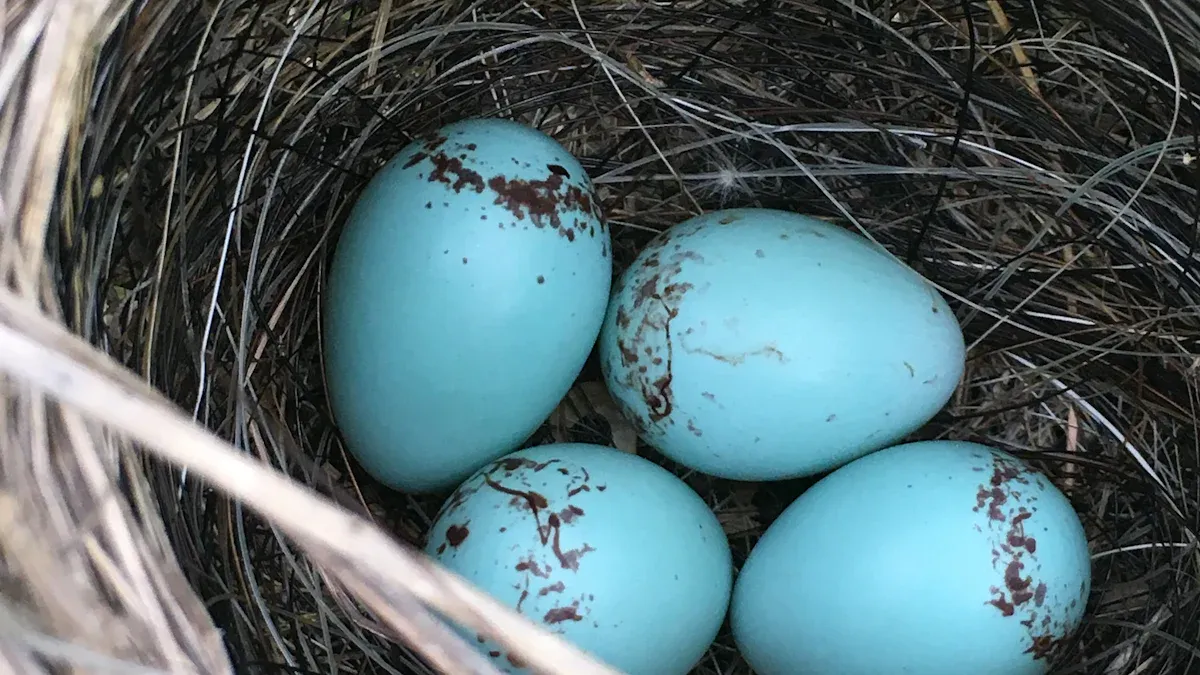 Blue Jay Egg