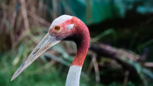 Endangered Birds Chart: 12 Critical Bird Species to Protect Now