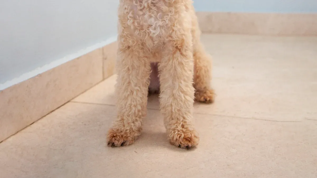 12 Stylish Poodle Cuts for Your Best Friend