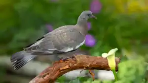 Dove Identification Chart: 12 Common Dove Species to Spot