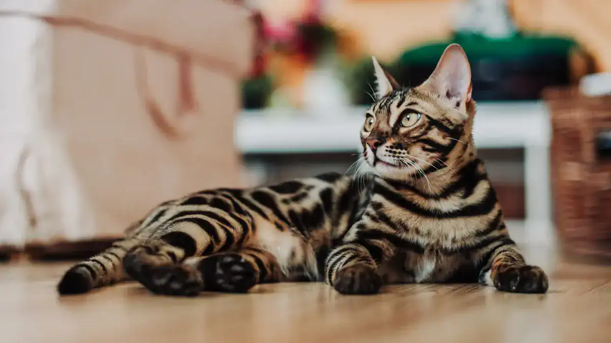 Bengal Cat Pros: Allure and Astonishing Facts