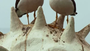 Gull Identification Chart: 11 Common Seagull Species Guide