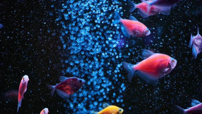 Tropical Fish: Complete Beginner'
lazy