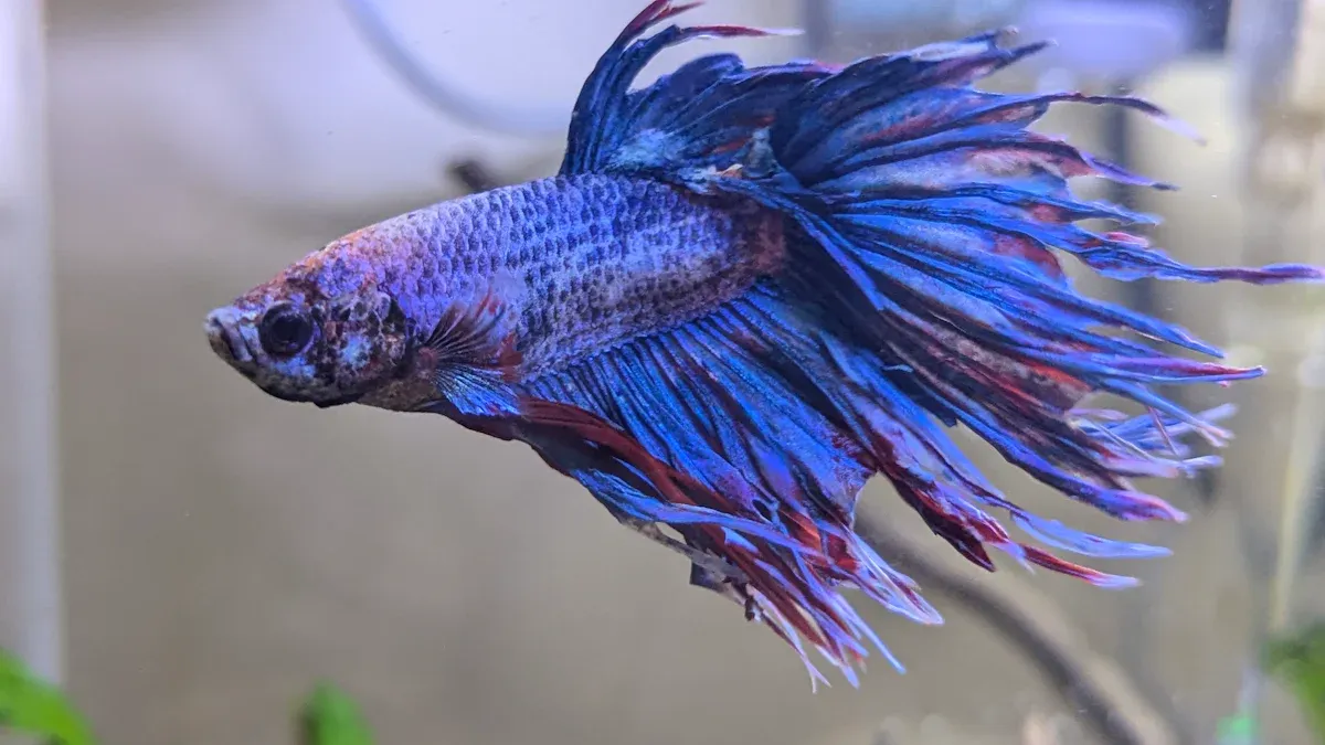 Types of Betta Fish: 15 Stunning Varieties Explained