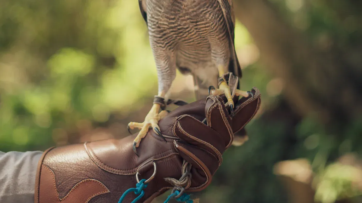 Hawk Identification Basics