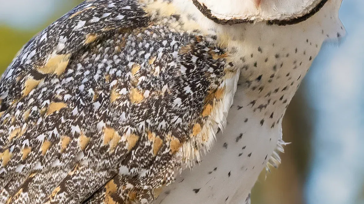 Key Owl Feather ID Characteristics
