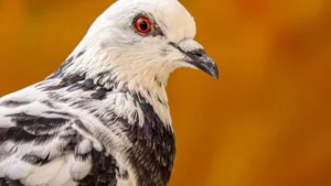 Pigeon Color Chart: 12 Stunning Pigeon Colors & Markings