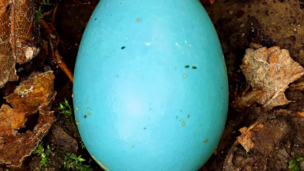 American Robin Egg