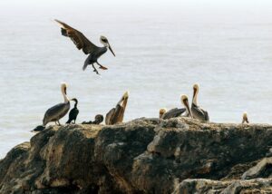 birds possess remarkable flying abilities