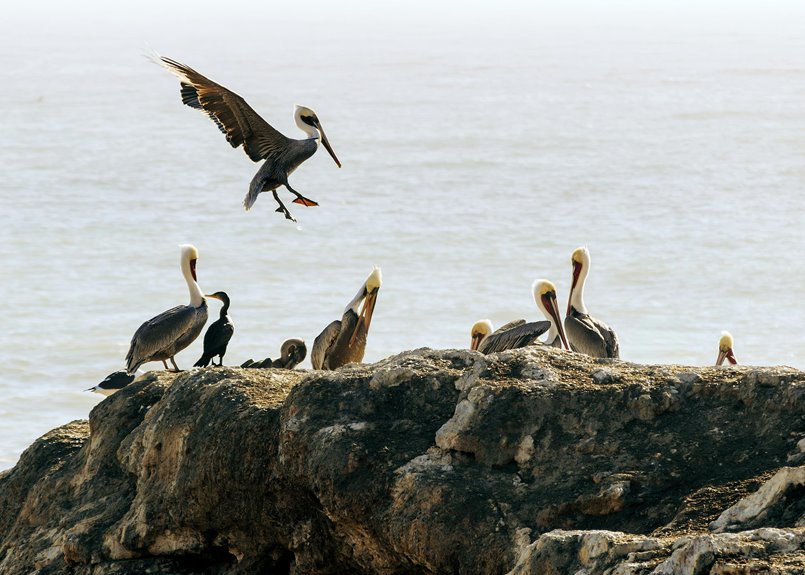 birds possess remarkable flying abilities