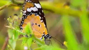 Flying Insect Identification: 12 Easy Steps to Identify Bugs