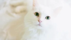 Cat Hair Length Chart: 12 Key Breeds with Short & Long Hair