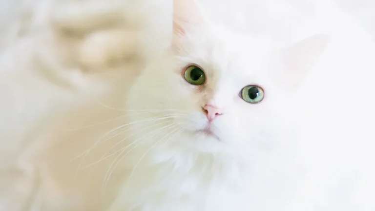 Cat Hair Length Chart: 12 Key Breeds with Short & Long Hair