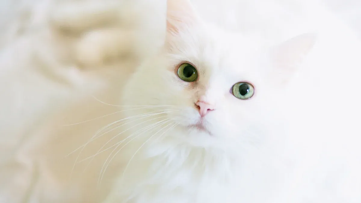 Cat Hair Length Chart: 12 Key Breeds with Short & Long Hair