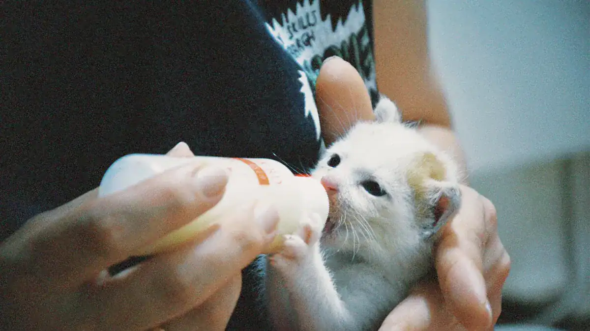 Pros and Cons of Owning a Kitten