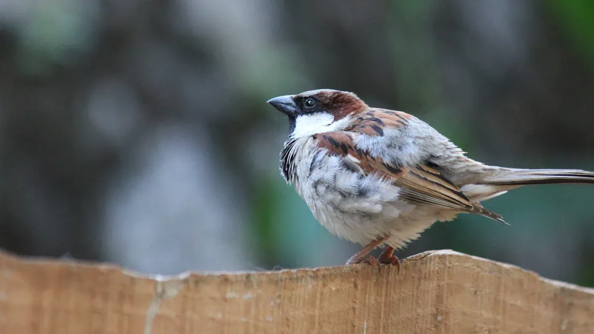 12 Key Types of Sparrow Birds: An Identification Chart