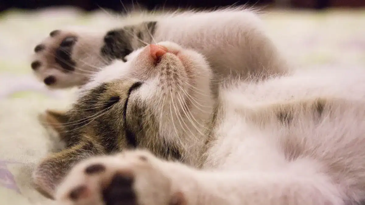 Pros of Owning a Kitten