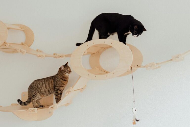 cat chicken safety guide