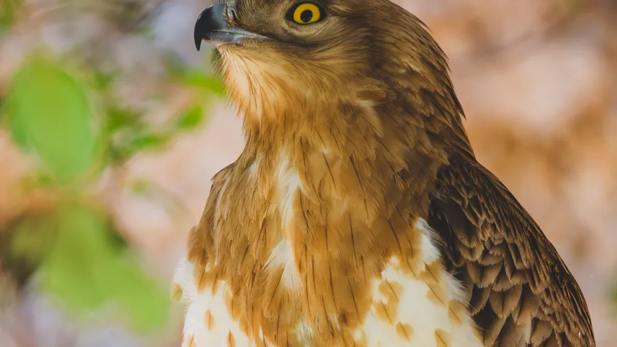 12 Key Hawk Types for Quick Identification