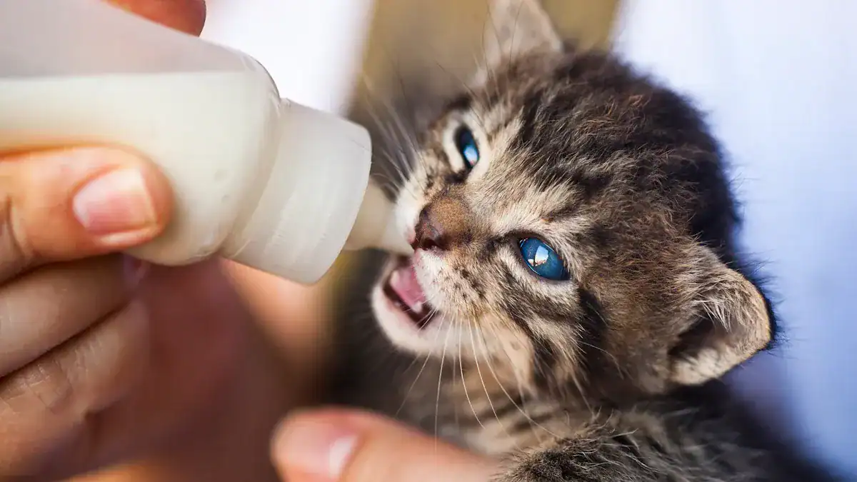 Daily Life with a Kitten