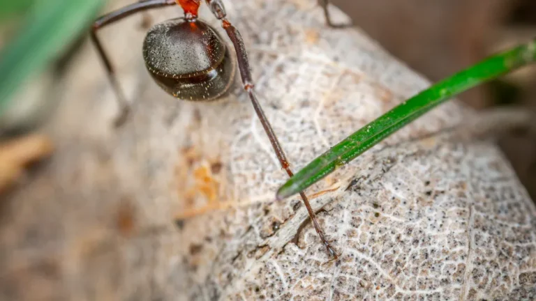 Ant Identification Chart: 10 Common Ant Species for Easy Identification